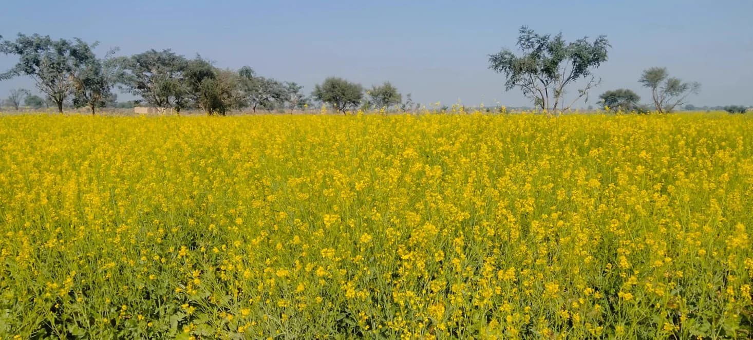 Blooming canola field near Khanewal