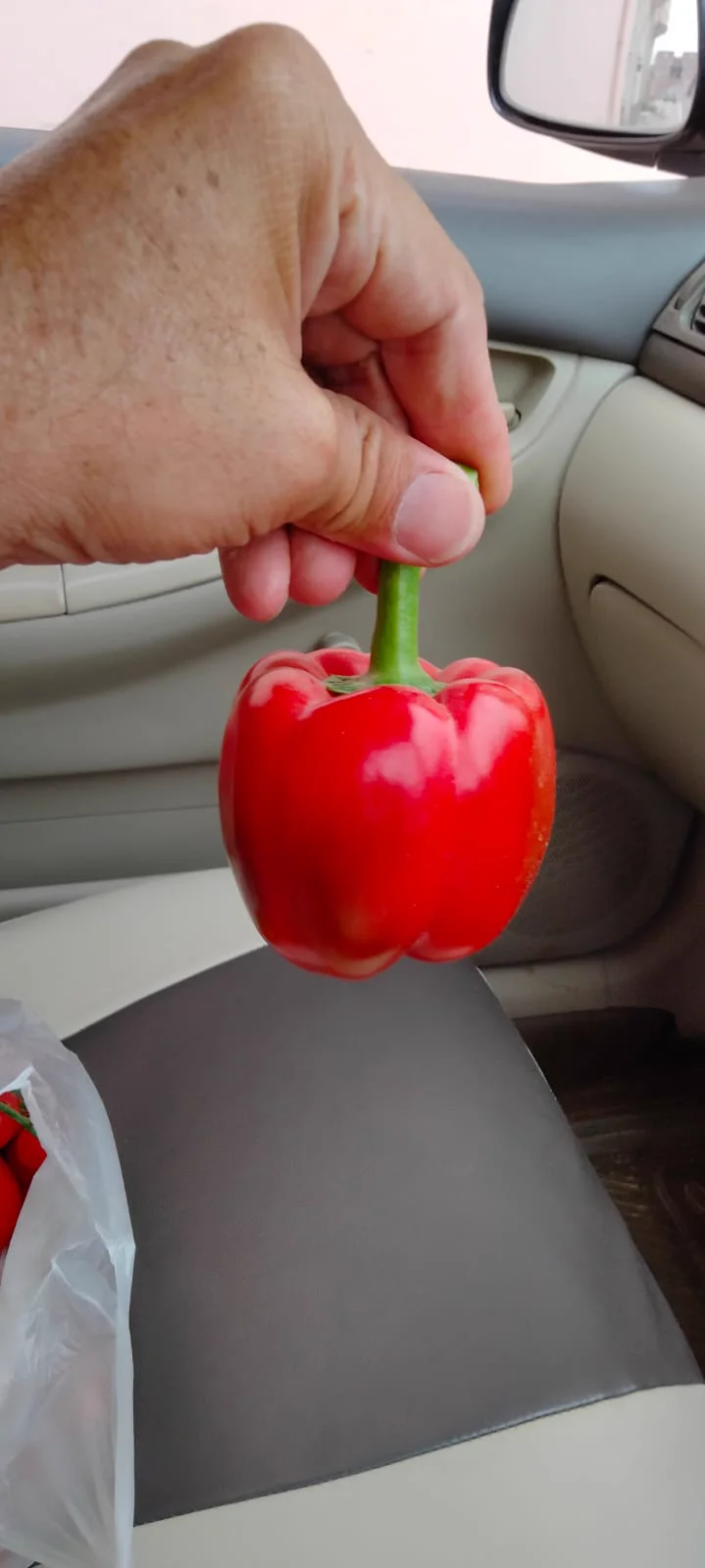Capsicum