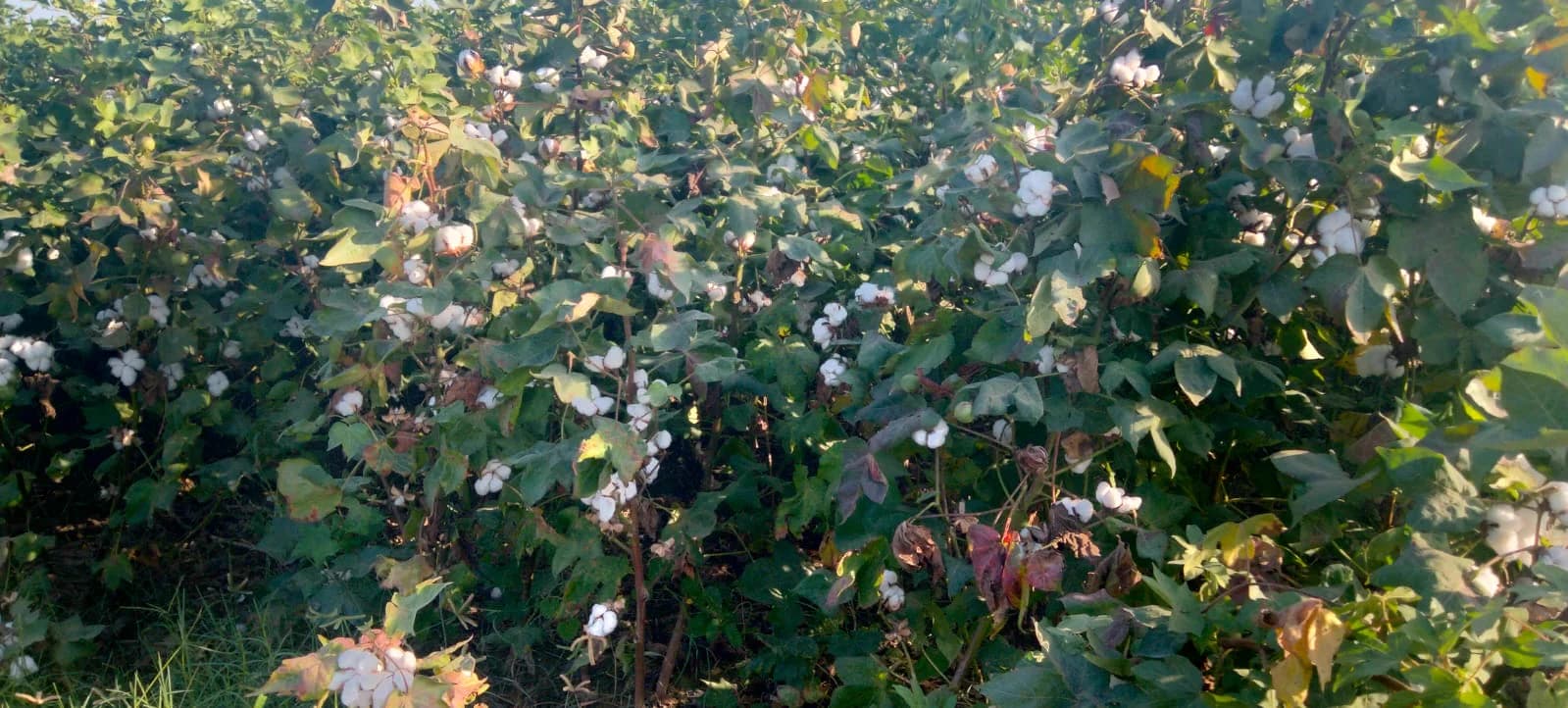 Cotton