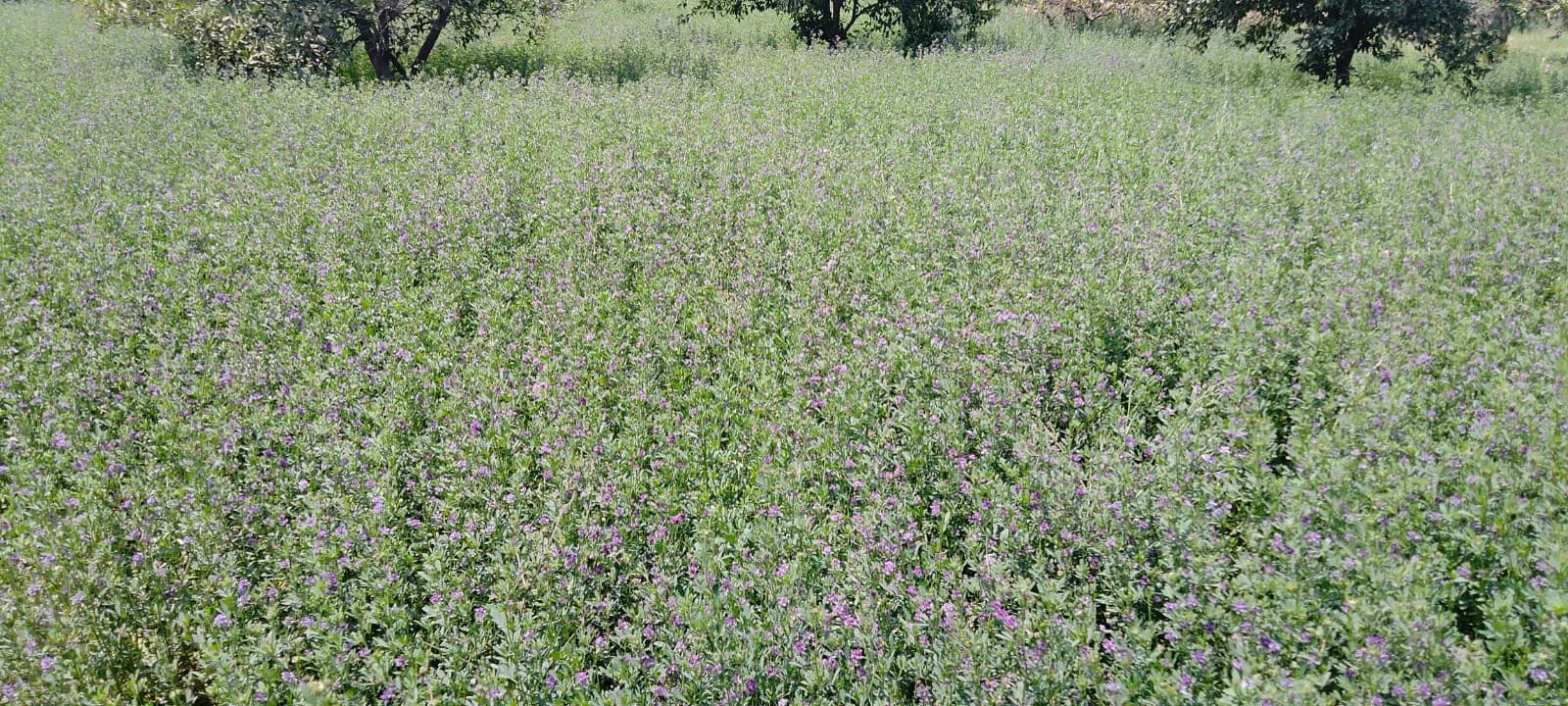 Fodder (Lucerne)