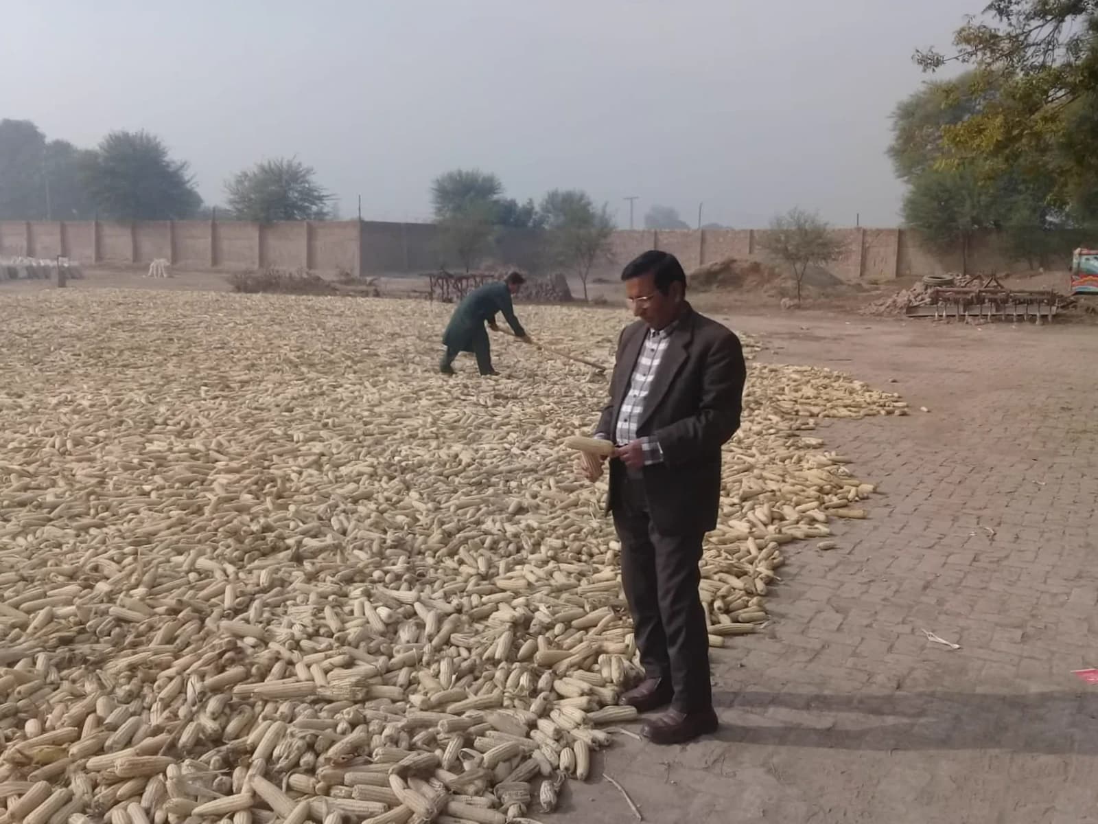 Corn drying yard