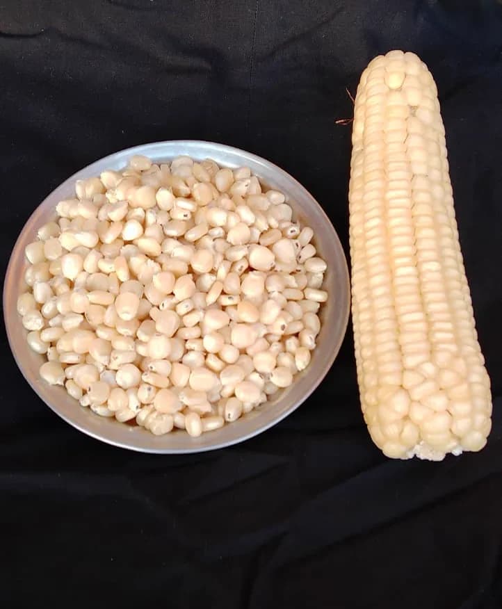 Maize (Corn)