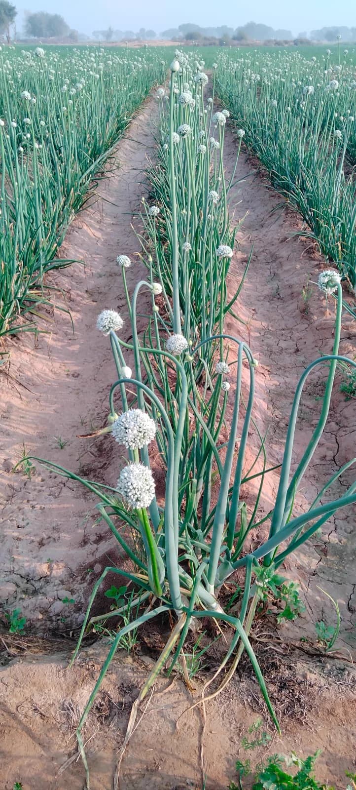 Onion crop thriving in arid Cholistan soil