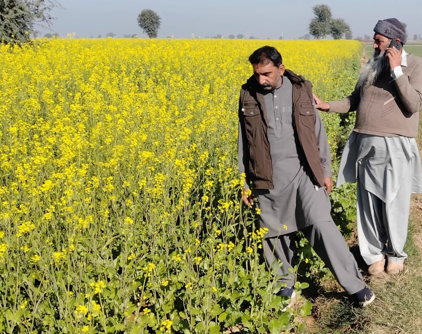 Field team inspecting a canola stand