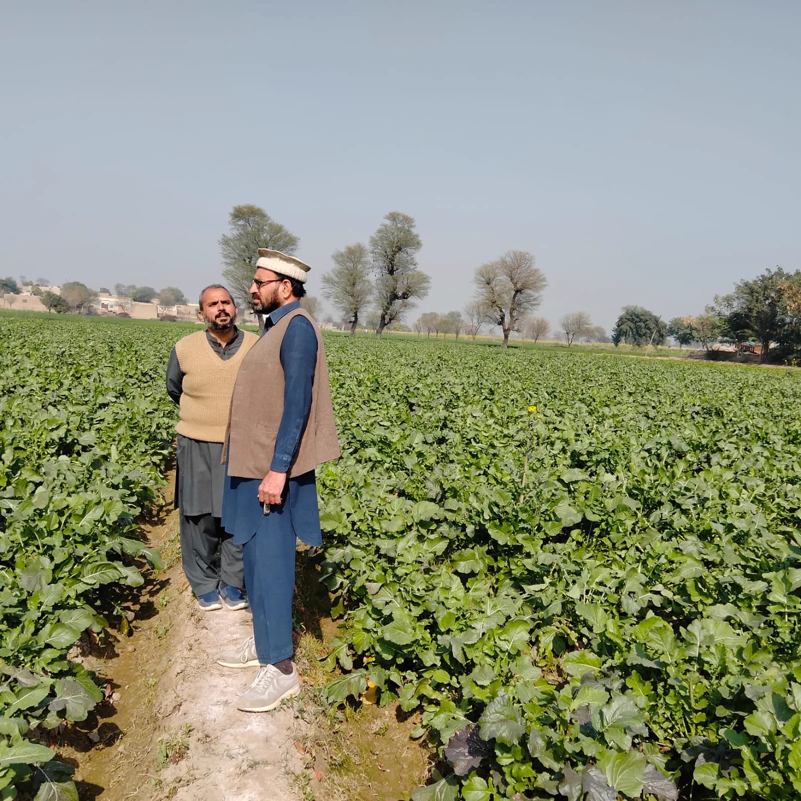 Brassica row inspection