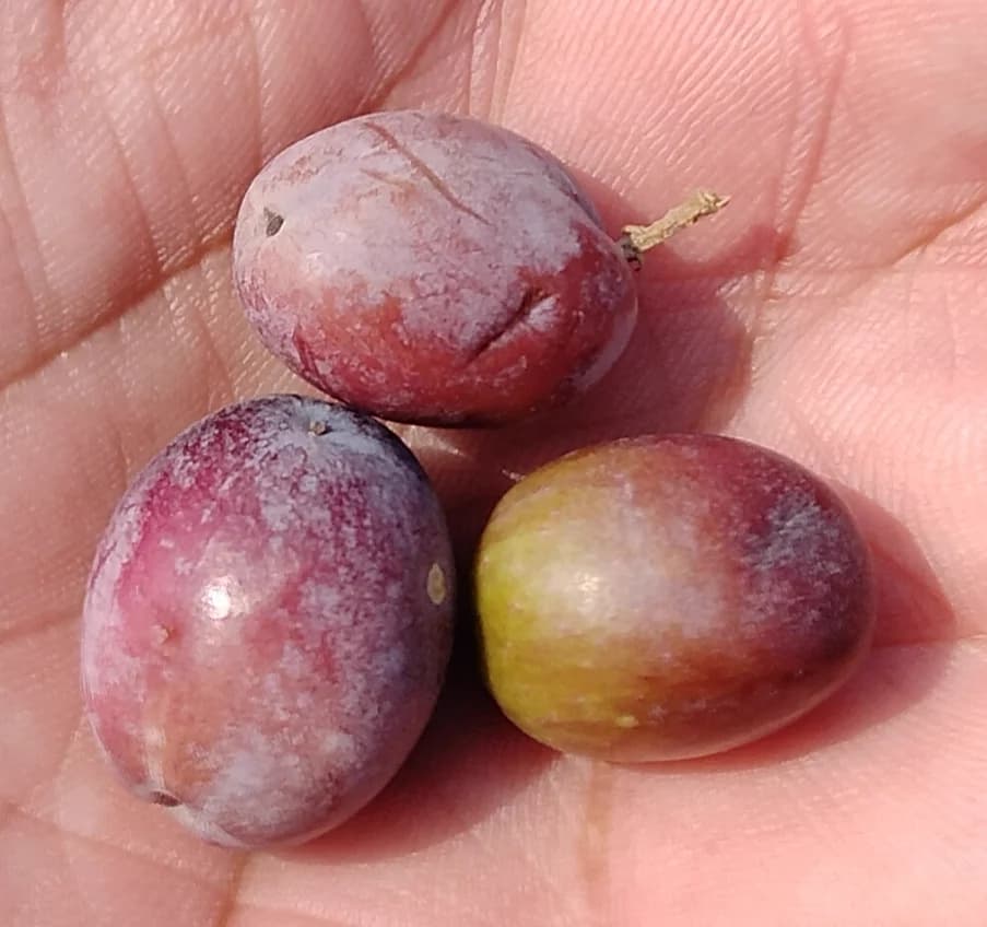 Treated Hybrid Seeds