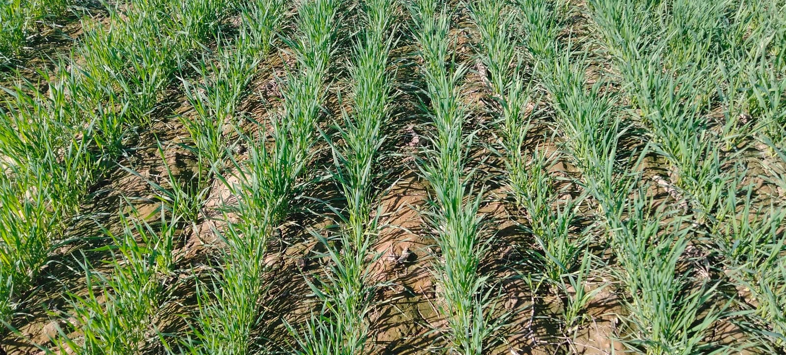 Young wheat crop rows near Khanewal