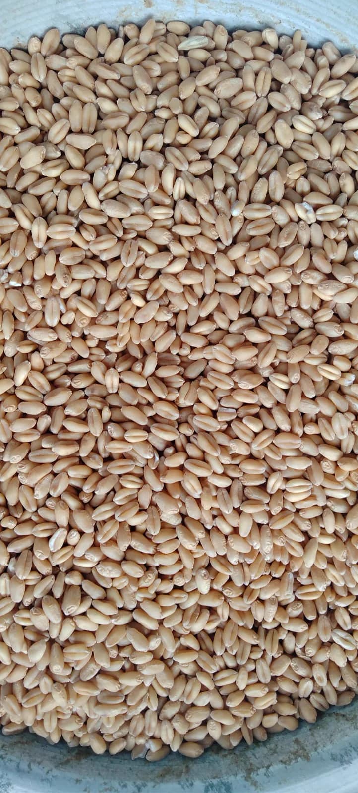 Wheat